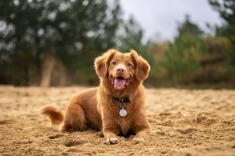 concejos-verano-perro-arena-dosvet
